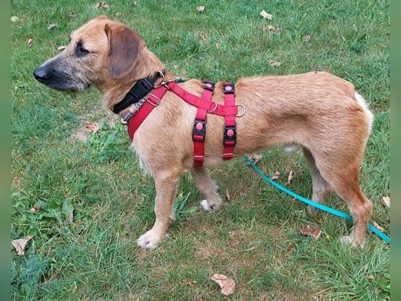 Besuche Taro in 24885 Sieverstedt