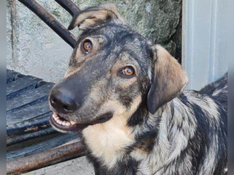 Mili-HSH-Rüde: braucht Liebe & Vertrauen