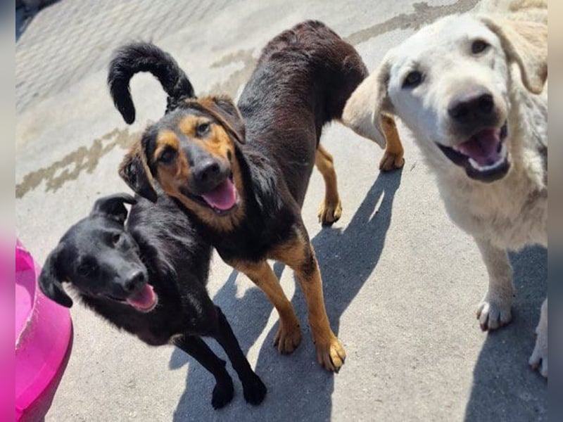 Wundervolle Aylini sucht ein Zuhause