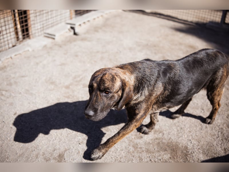 Ludwig ❤️ unser lieber, verschmuster Jungrüde!