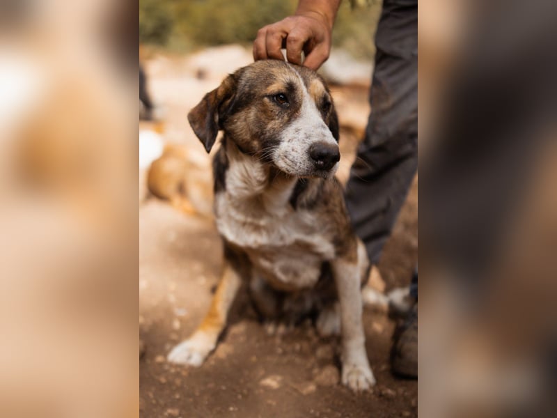 Prachtbursche Pero - ein toller Familienhund sozial, klug, lieb