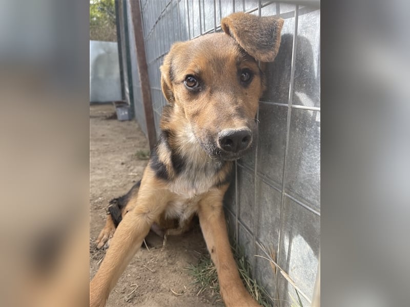 Houston, geb. ca. 07/2023, lebt in GRIECHENLAND, auf einer privaten Pflegestelle