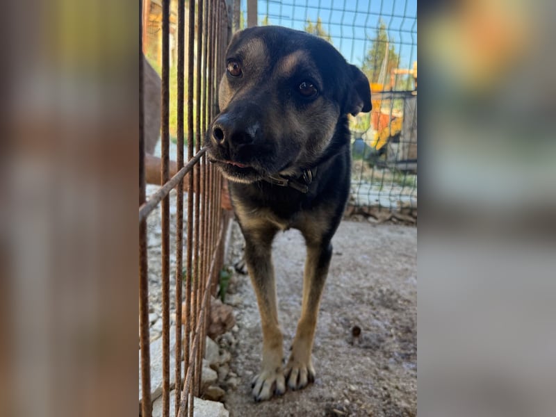 Otto ❤️ so freundlich und verträglich!