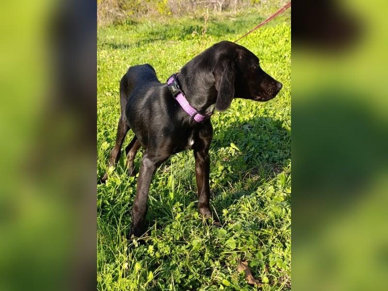 Luna ❤️ fröhliches, aktives Hundemädchen