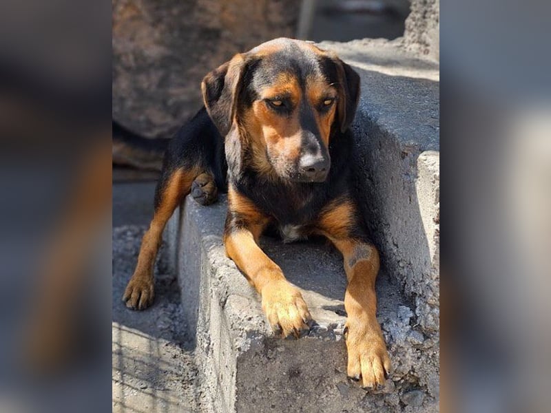 Wundervolle Aylini sucht ein Zuhause