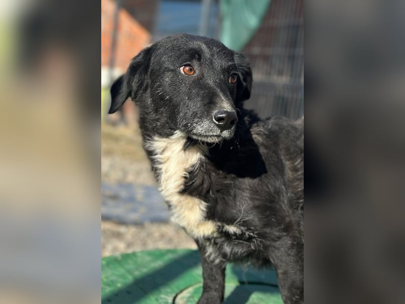 BOBI❤️sanfter, liebevoller & treuer Schatz sucht ein Zuhause voller Liebe!