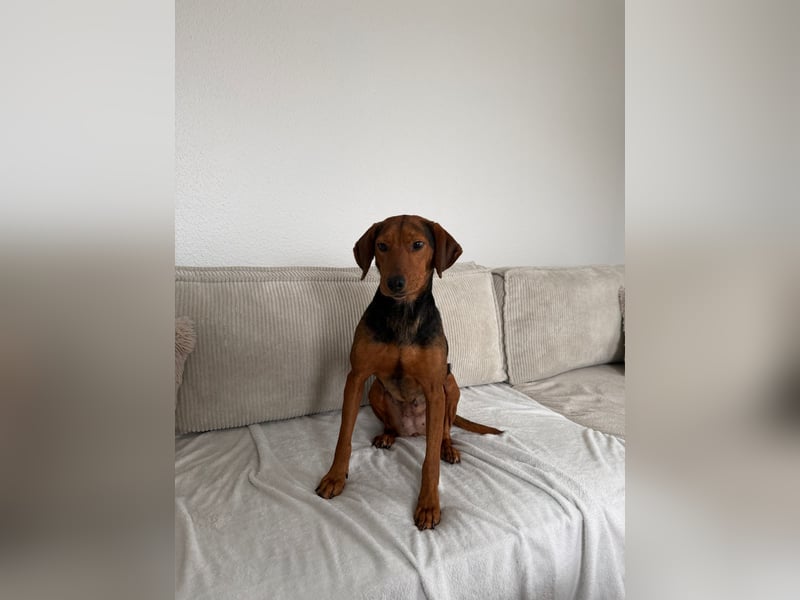 Holly ruhige, verschmuste Hündin sucht ihr Für-immer-Zuhause