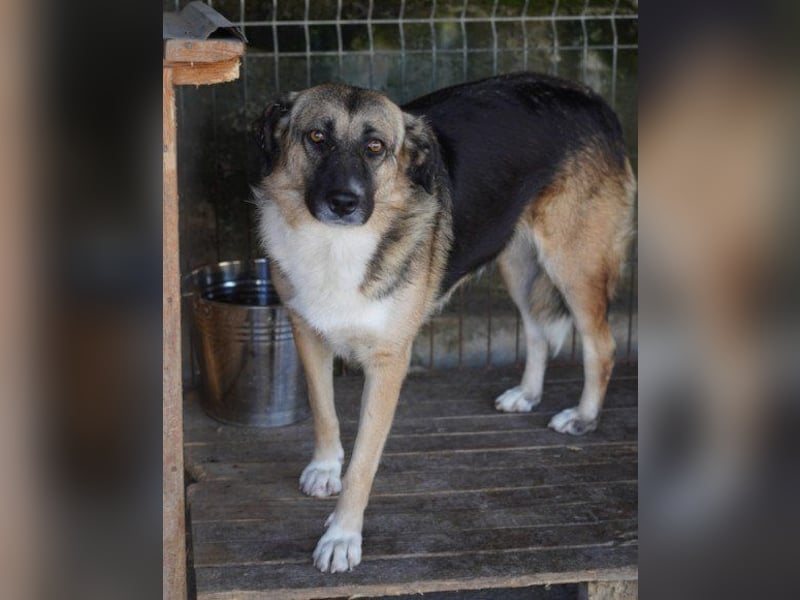 KORA❤️sanfte Seele sucht sehnsüchtig ein liebevolles Zuhause & Geborgenheit