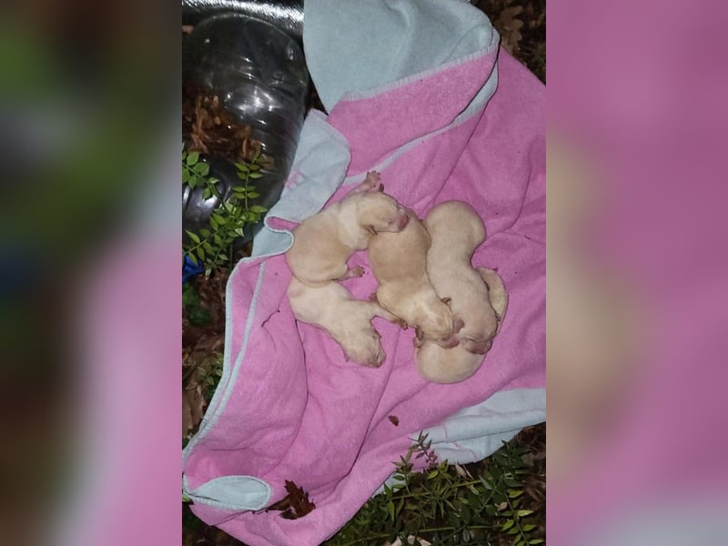 Klein ♥Luan♥ fröhlicher, neugieriger Welpenbub