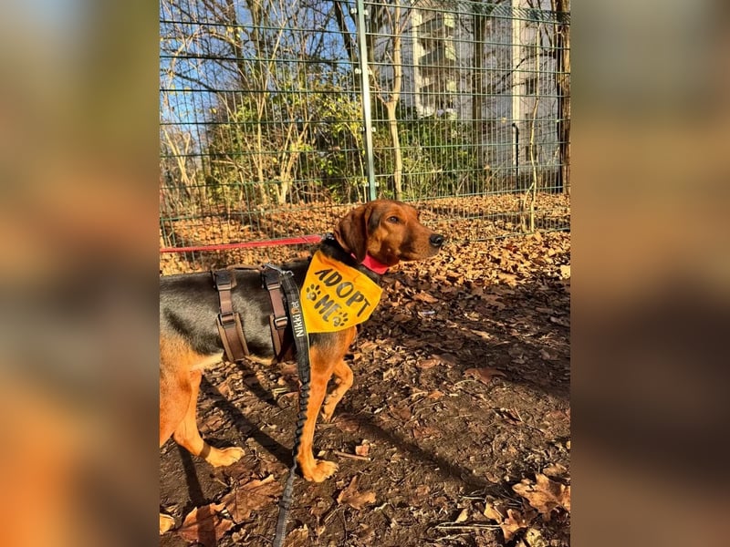 Holly ruhige, verschmuste Hündin sucht ihr Für-immer-Zuhause