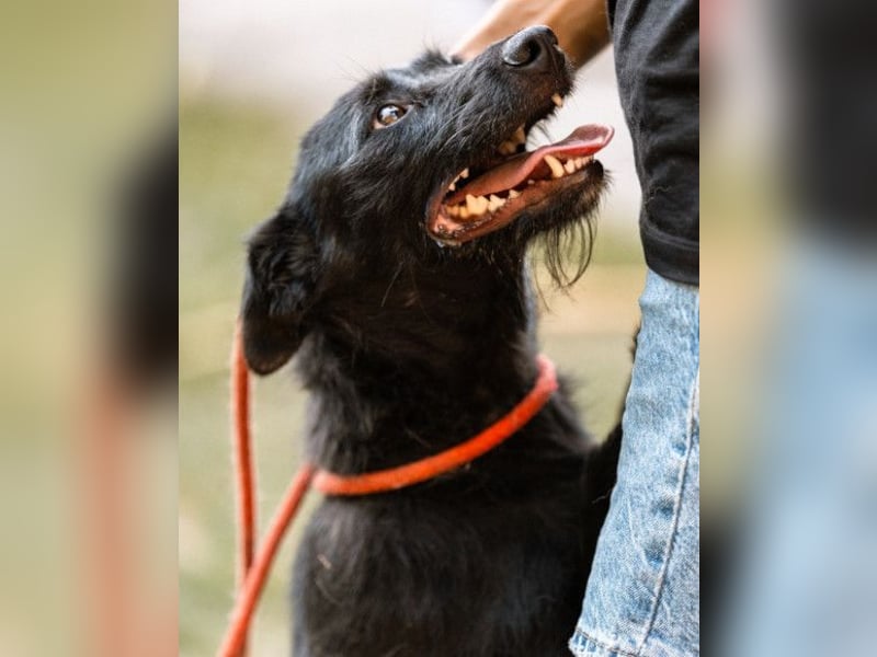 Traumhündin Ebony ❤️ verträglich, lieb, offen!