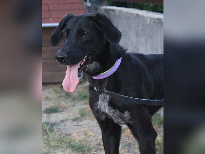 Xena - lebensfrohe, aktive, liebe Hündin