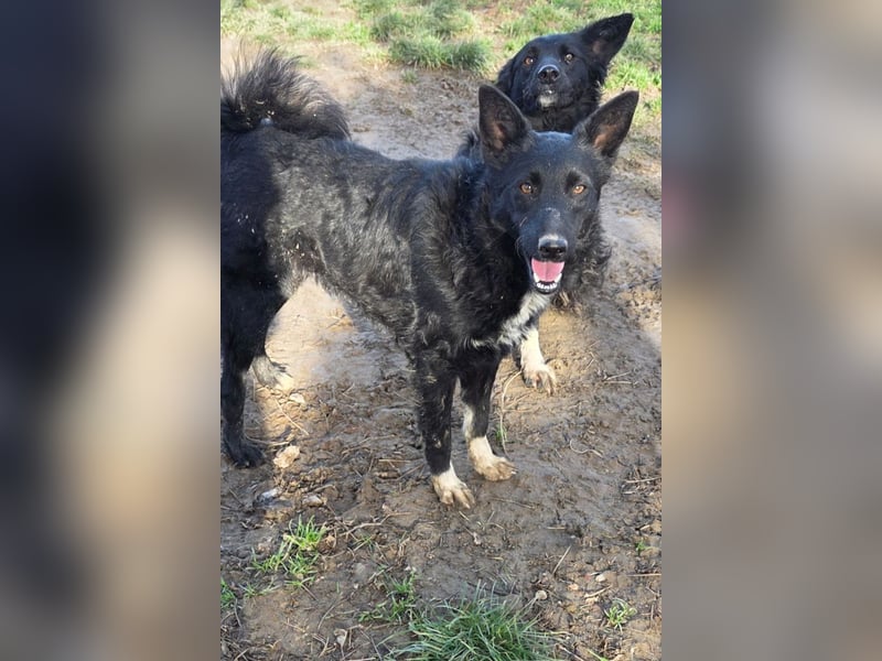 Betty ❤️ kuschlige, verspielte junge Hundedame