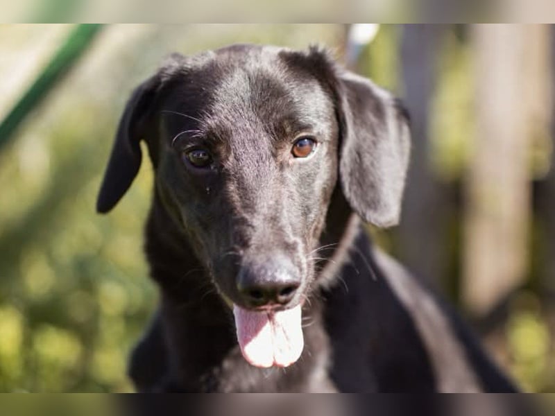 DIEGO❤️sozialer, menschenbezogener Jungspund mit fröhlichem Wesen