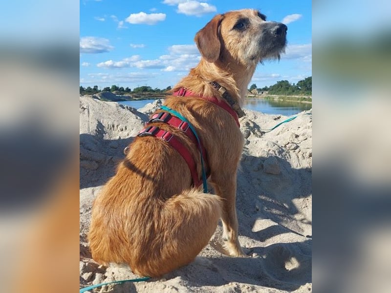 Toller Rüde ♥ Taro ♥ wartet bereits in 24885 Sieverstedt