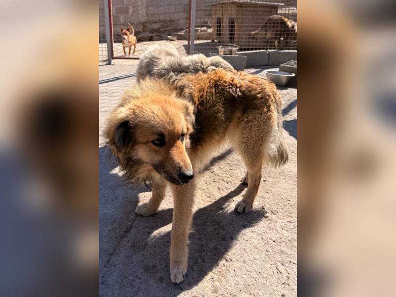 Ben ❤️ schmusiger, schüchterner Hundebub