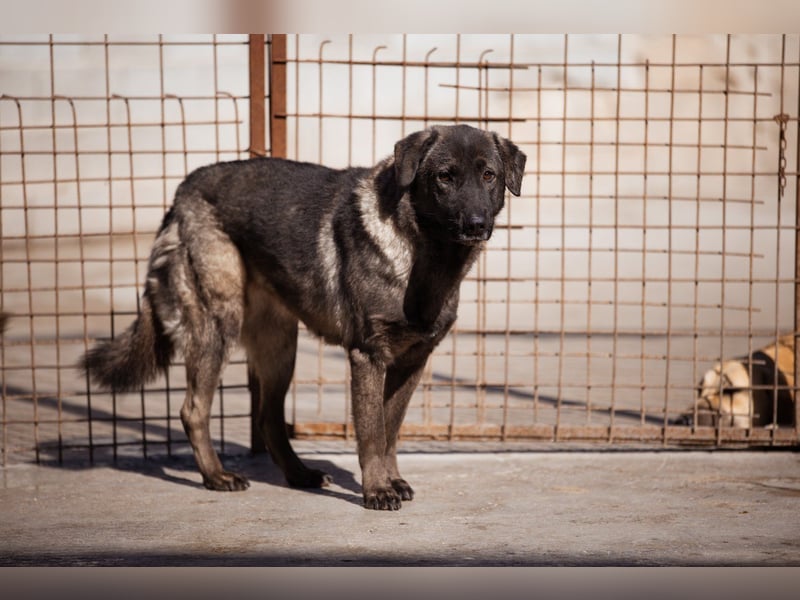 Viva - schüchtern und liebevoll