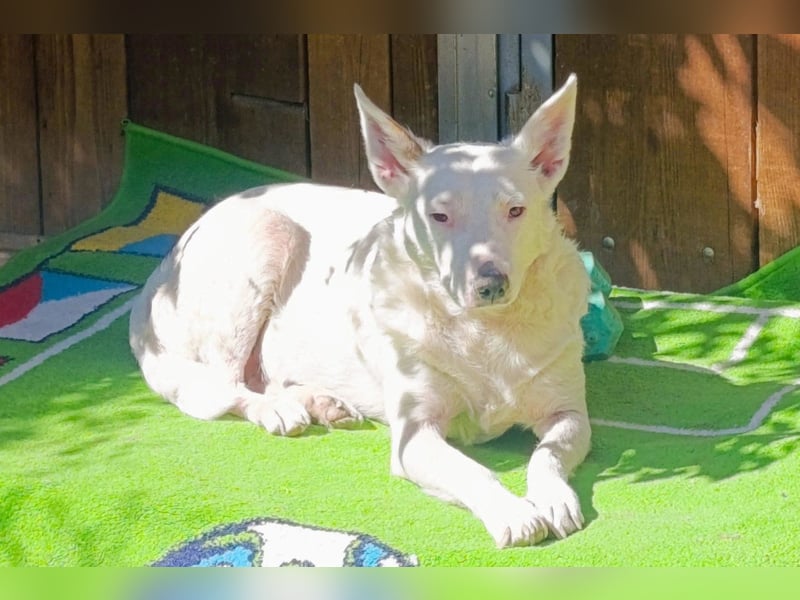 ♥ Kena ♥ freundlich, noch etwas sensibel, sucht Liebe & Treue