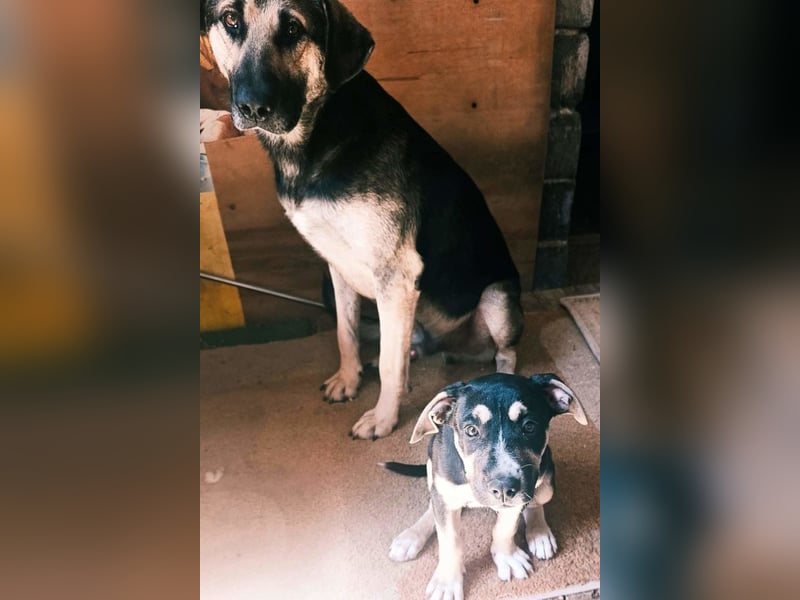 Lykka ❤️ fröhliches, verspieltes & neugieriges Hundemädchen