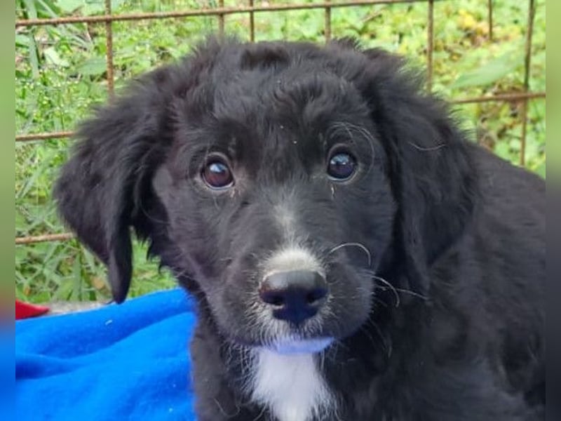 Rudi ❤️ verspielter, lieber Welpenbub! Rudi ❤️ verspielter, lieber Welpenbub!