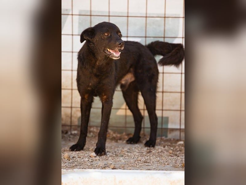 Black-Beau Sasha - noch schüchtern - verständlich - aber so herzlich