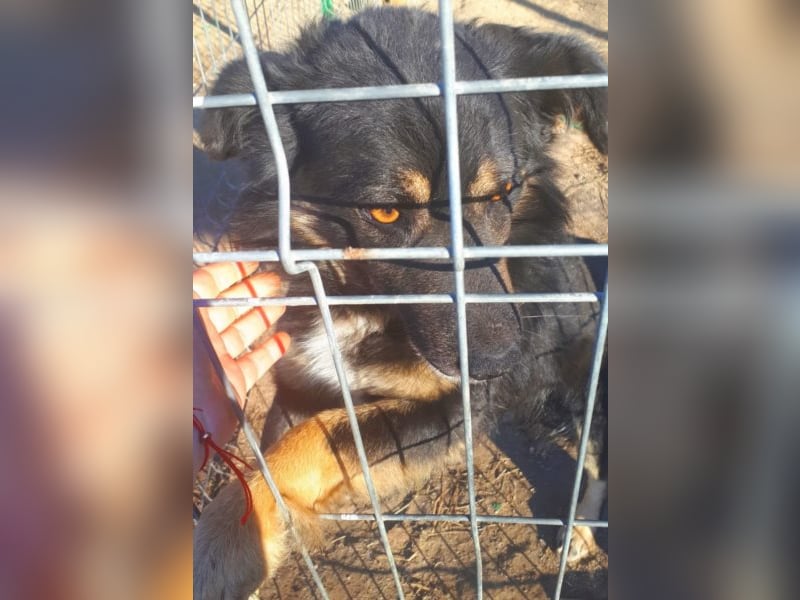 Spencer - schöner Bub sucht Abenteuerfamilie! 