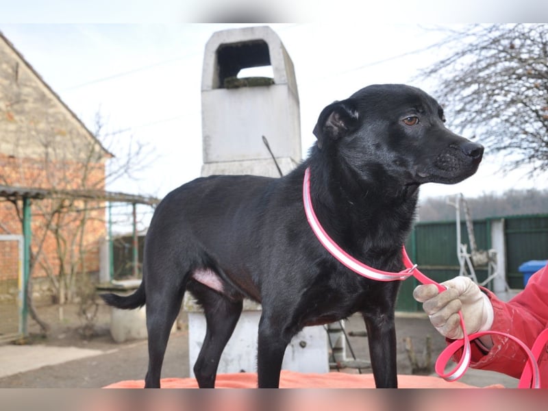 MOUSY❤️freundlicher, schüchterner Sonnenschein und katzenverträglich