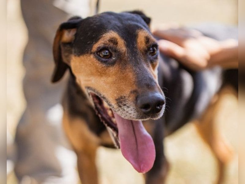 Jasco ❤️ neugierig, lebhaft & verspielt