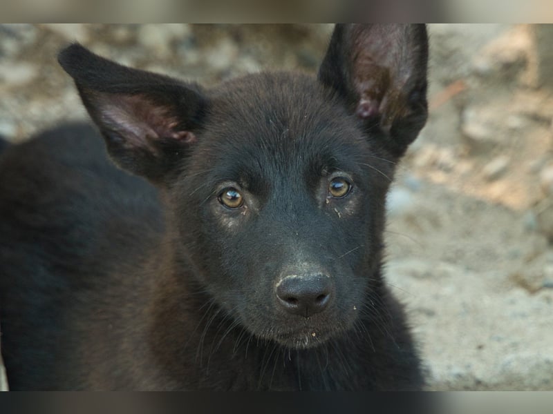 Zuckerschnute YVETTE❤️fröhliches, verkuscheltes Welpenmädchen sucht ihr Für-Immer-Körbchen
