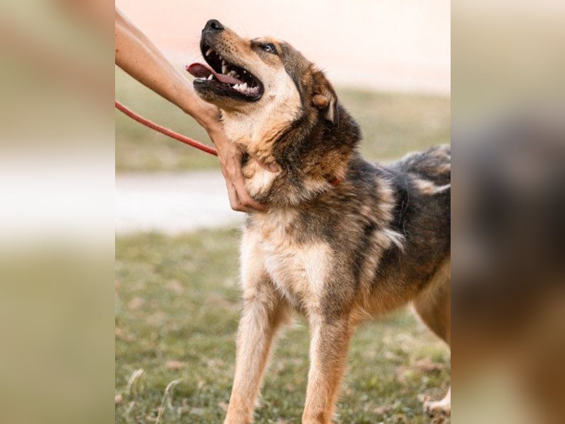 freundliche, liebevolle Mix-Hundedame Lizzy