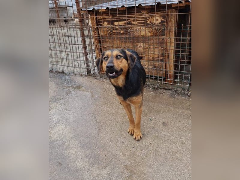 Wundervolle Aylini sucht ein Zuhause