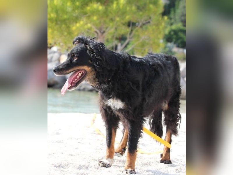 Dina ❤️ sanfte und so liebe Hündin!