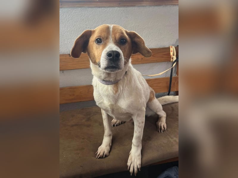 Sony ❤️ Familienhund mit großem Herzen