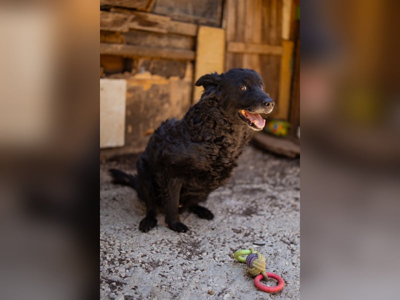 Nox ❤️ liebevoller Kämpfer auf 3-Beinen