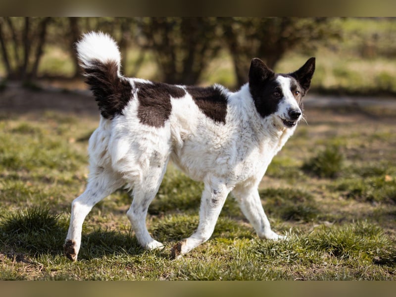 Toller Rüde ♥Thor♥ ruhig & ausgeglichen