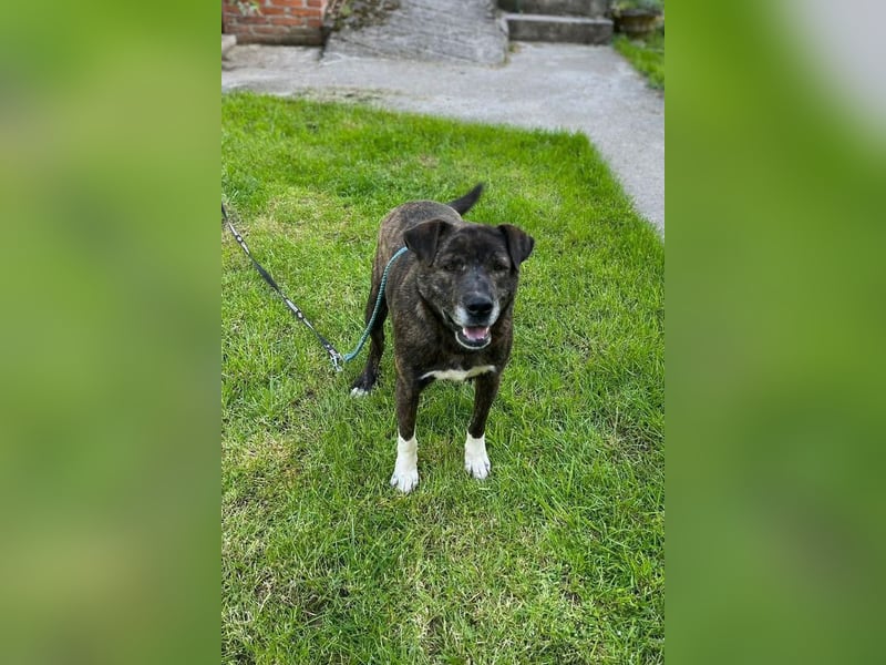 Ebelin ❤️ so herzensguter Familienhund!
