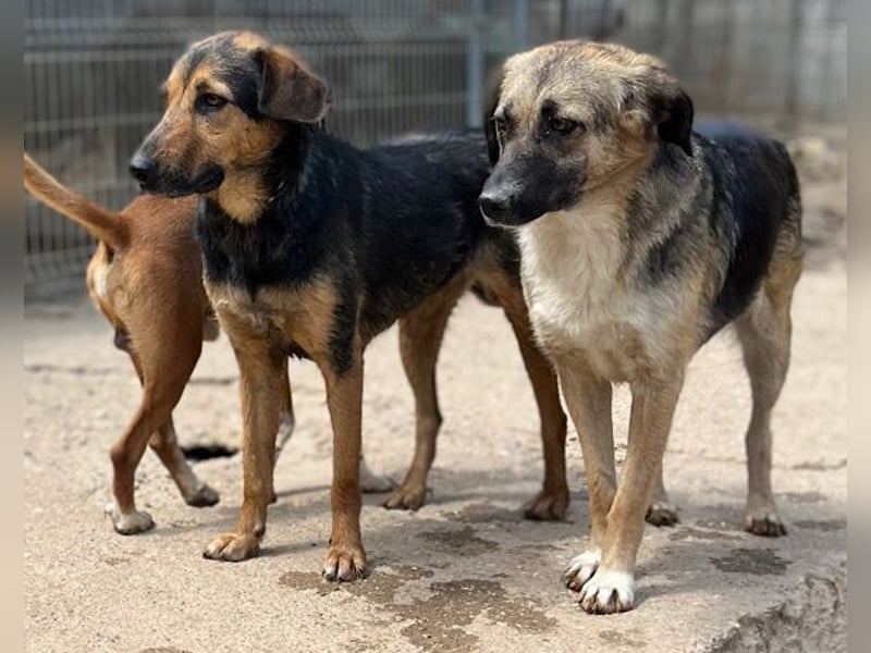 KORA❤️sanfte Seele sucht sehnsüchtig ein liebevolles Zuhause & Geborgenheit