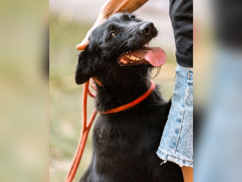 Traumhündin Ebony ❤️ verträglich, lieb, offen!