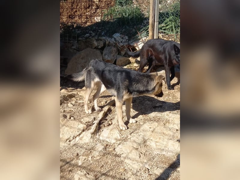 Zana ❤️ freundliche, sanfte junge Hündin