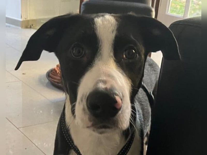 Jungspund Rocky ❤️ wartet in 50674 Köln