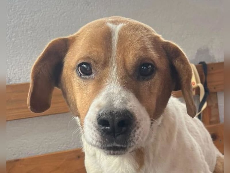 Sony ❤️ Familienhund mit großem Herzen