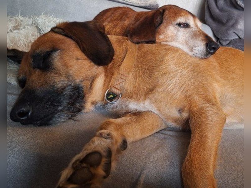 Toller Rüde ♥ Taro ♥ wartet bereits in 24885 Sieverstedt
