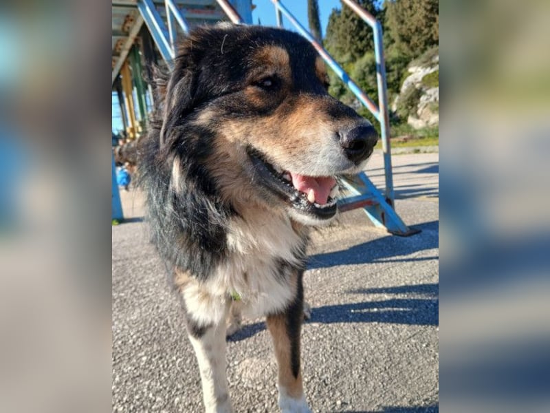 Max ❤️ rundum lieber Familienhund!