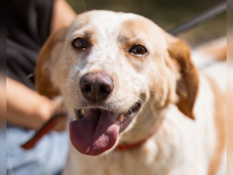 Lucy ❤️ liebe + gutmütige Zuckerschnute