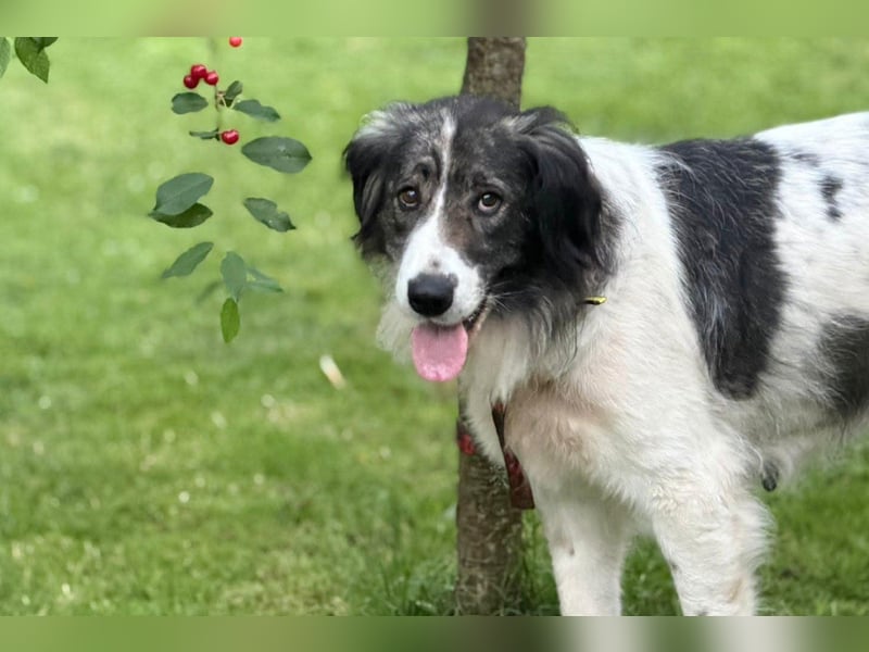 ♥Milla♥ liebe, ruhige Hündin auch kinder- u.katzenfreundlich