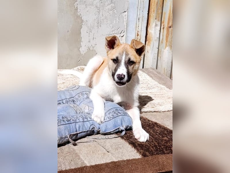 Ella ❤️ super liebes, junges Hundemädchen