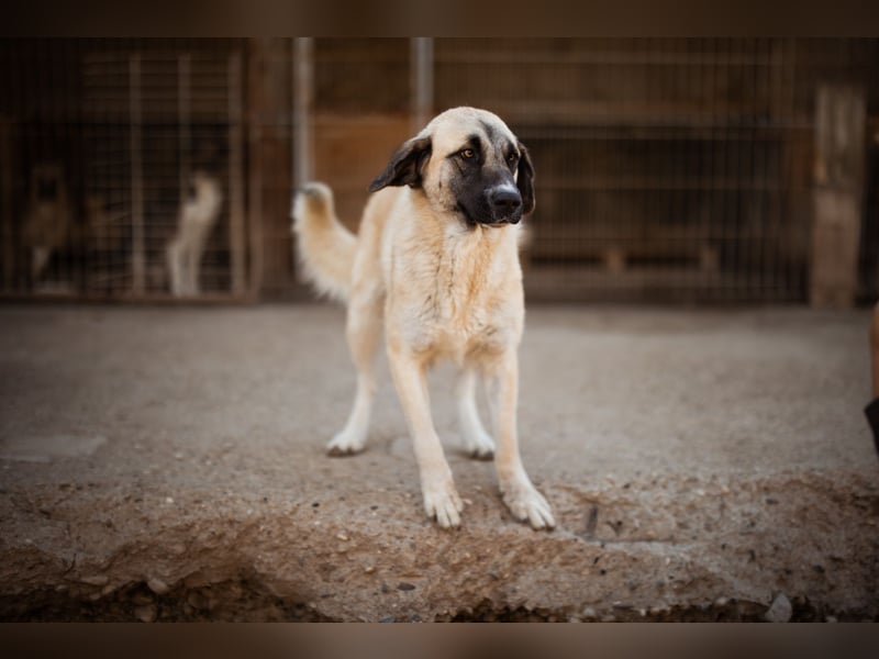 Sofia ♥️ liebe und aktive HSH-Mix-Junghündin