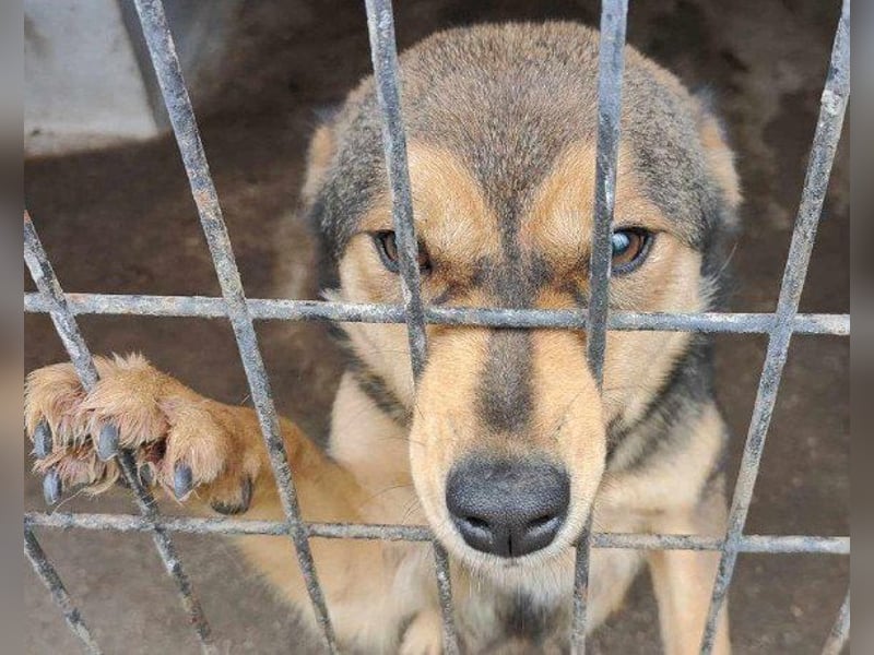 freundliche, liebevolle Mix-Hundedame Lizzy