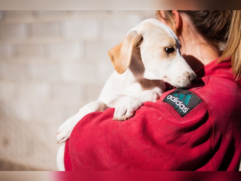 Leni ❤️ zuckersüßes, junges Hundemädchen Leni ❤️ zuckersüßes, junges Hundemädchen