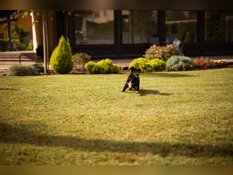 Sienna süße junge Schäfi-Mix-Schnute